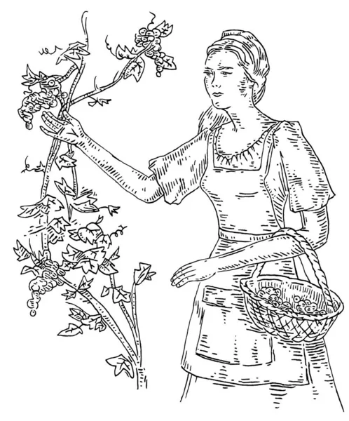 Woman harvesting the grapes on vineyard. Engraving black vintage – Stock-vektor