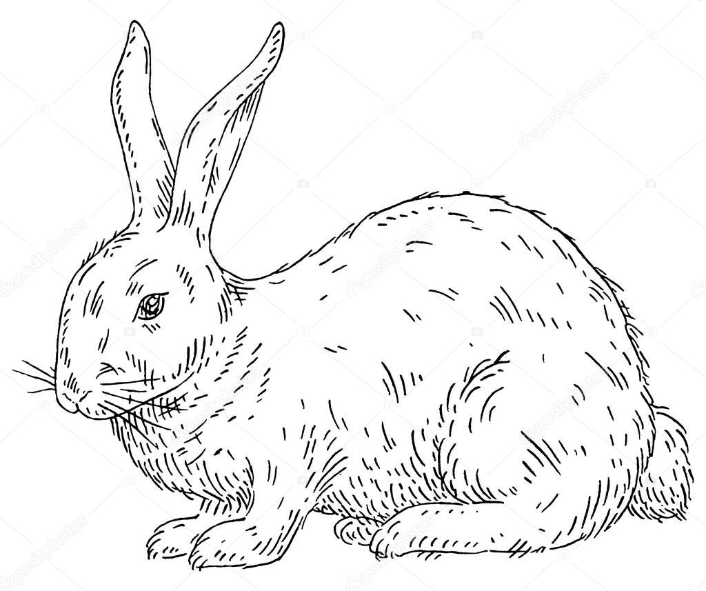 Lying rabbit. Vintage vector engraving black illustration. Isolated on white