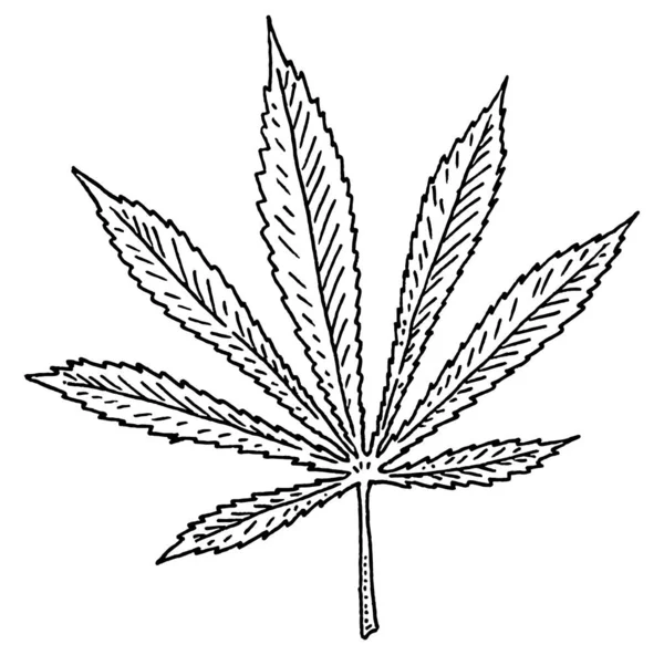 Feuille de marijuana. Illustration de gravure vectorielle noire vintage. . Isolé sur blanc — Image vectorielle