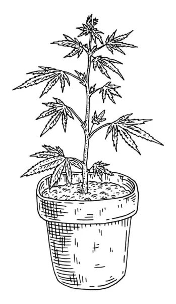 Plante de marijuana avec feuille en pot. Gravure vintage — Image vectorielle