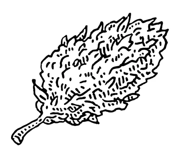 Du bourgeon de marijuana. Illustration de gravure vectorielle noire vintage. Isolé sur fond blanc. — Image vectorielle