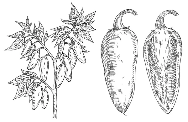 Ένα κλαδί τσίλι με φύλλα και πιπέρι. Εσοδεία χάραξη — Διανυσματικό Αρχείο
