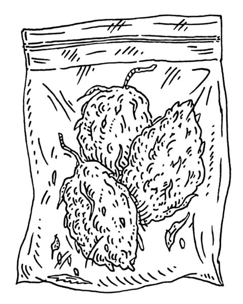 Пластиковый пакет для марихуаны. Гравировка винтажных векторных монохромных черных иллюстраций. Изолированный на белом фоне. Ручной рисунок элемента дизайна для магазина конопли