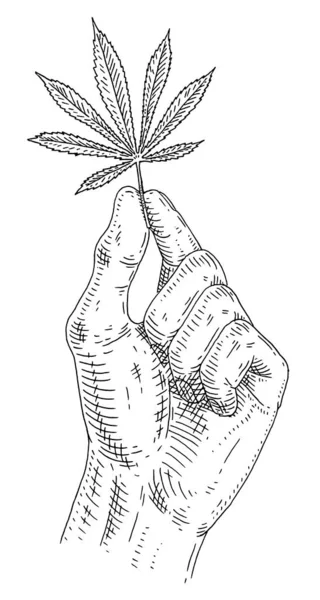 Main Masculine Tenant Une Feuille Marijuana Gravure Vintage Vecteur Noir — Image vectorielle
