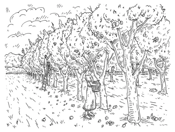 庭でリンゴを収穫する女性と男性 白を基調としたベクトルブラックヴィンテージのイラストを彫る — ストックベクタ