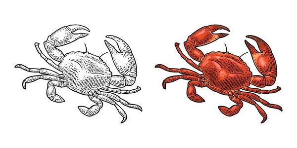 Crab Isolated White Background Vector Color Monochrome Vintage Engraving Illustration - Stok Vektor