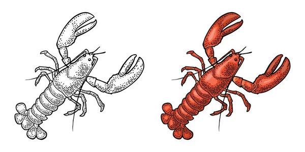 Lobster Isolated White Background Vector Color Monochrome Vintage Engraving Illustration — ストックベクタ