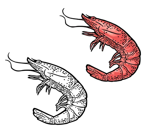 Shrimp Isolated White Background Vector Color Monochrome Vintage Engraving Illustration — Image vectorielle
