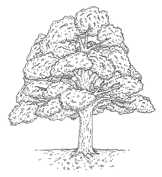 Walnut Tree Leaves Vintage Engraving Vector Black Monochrome Illustration Isolated — стоковый вектор