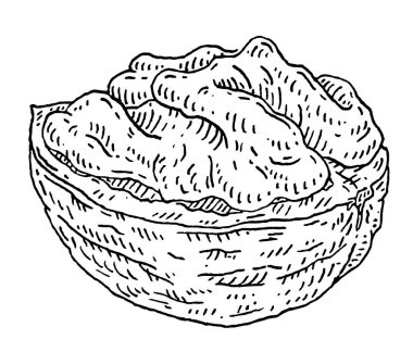 Ceviz yarı kabuklu. Vector gravür siyah vintage illüstrasyon. Beyaz arkaplanda izole.