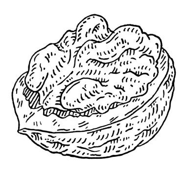 Ceviz yarı kabuklu. Vector gravür siyah vintage illüstrasyon. Beyaz arkaplanda izole.