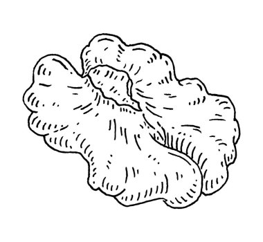 Kabuksuz ceviz. Vector gravür siyah vintage illüstrasyon. Beyaz arkaplanda izole.