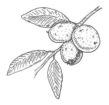 Yapraklı ve fındıklı ceviz ağacı dalı. Vector vintage gravür çizimi. Beyaz arka planda izole edilmiş. Etiket ve poster için el çizimi tasarım ögesi