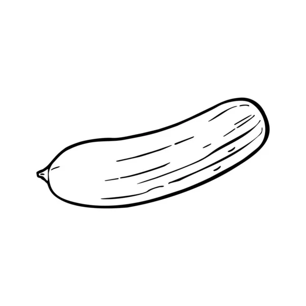 Fresh Whole Cucumber Isolated White Background Vector Black Hand Drawn — Stok Vektör