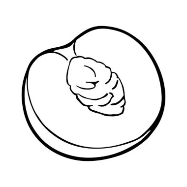 Half peach with seed. Vector black vintage engraving illustration for menu, poster. Isolated on white background