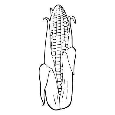 Ripe corn cob whole with leaves. Vector black vintage engraving illustration. Isolated on white background. Hand drawn design element for label and poster