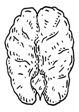 Pecan nut without shell. Vector engraving black vintage illustration. Isolated on white background.