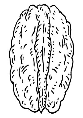 Pecan nut without shell. Vector engraving black vintage illustration. Isolated on white background.