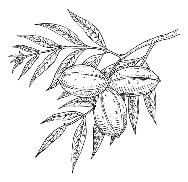 Pecan Tree Branch Leaves Nuts Vector Vintage Engraving Illustration Isolated — Archivo Imágenes Vectoriales