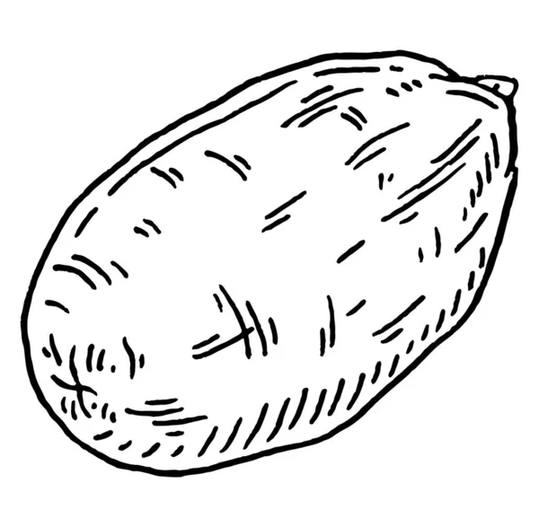 Closeup Pecan Shell Vector Engraving Black Vintage Illustration Isolated White — Image vectorielle
