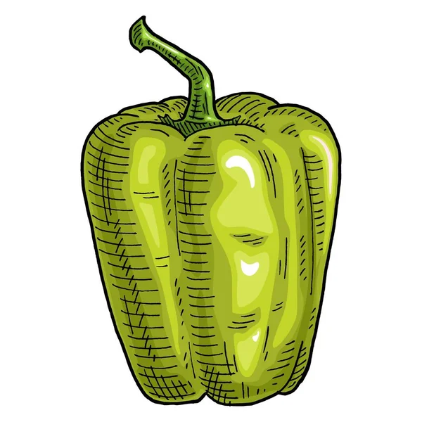 Whole Green Sweet Bell Pepper Vintage Engraving Vector Color Illustration — Stockvector