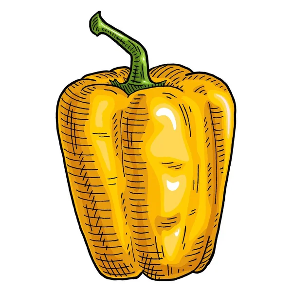 Whole Yellow Sweet Bell Pepper Vintage Engraving Vector Color Illustration — ストックベクタ