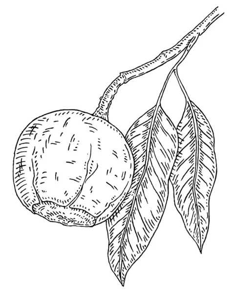 Brazil Nut Branch Leaves Vector Vintage Engraving Illustration Isolated White — Stok Vektör