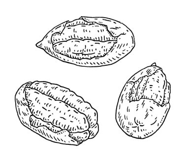 Pecan half shelled. Vector engraving black vintage illustration. Isolated on white background.