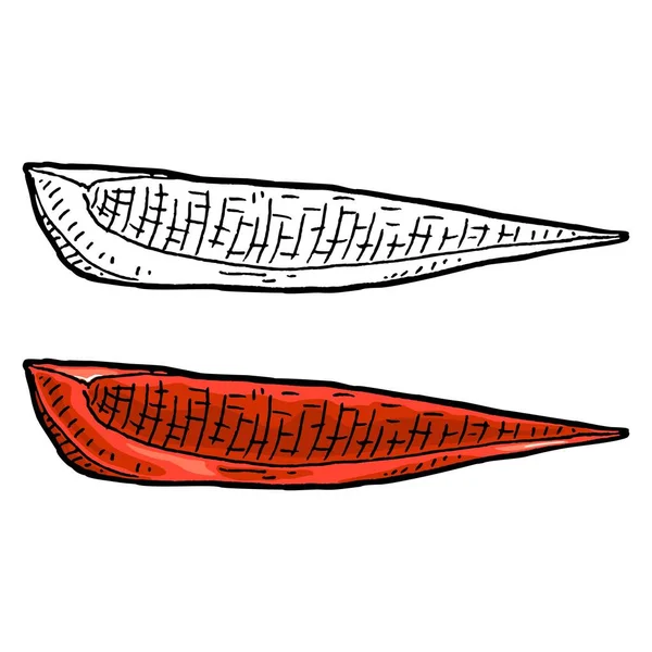 Krásný Červený Paprikový Plátek Ročník Vektorové Rytí Barvy Monochromatické Ilustrace — Stockový vektor