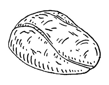 Kabuksuz Kola fındığı. Vector gravür siyah vintage illüstrasyon. Beyaz arkaplanda izole.