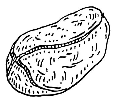 Kabuksuz kurutulmuş kola fındığı. Vector gravür siyah vintage illüstrasyon. Beyaz arkaplanda izole.