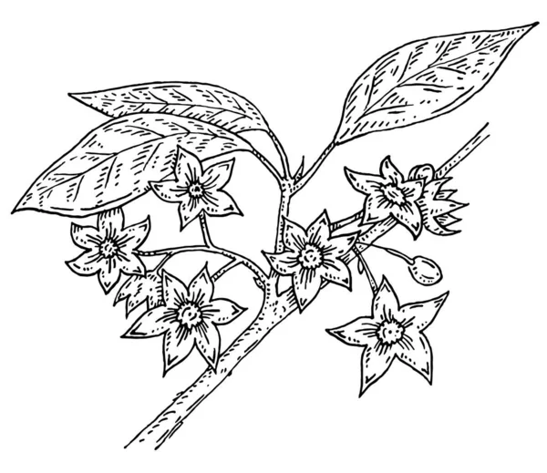 科拉坚果分枝 叶和花 矢量老式雕刻插图 被白色背景隔离 标签及海报的手绘设计元素 — 图库矢量图片