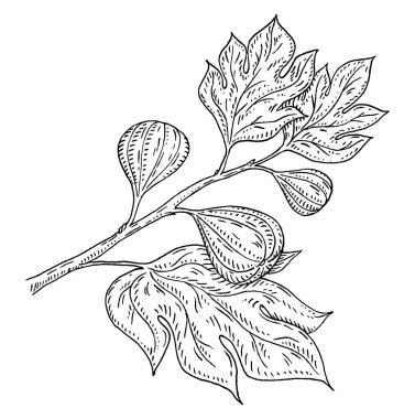 Yaprakları ve meyveleri olan incir ağacı dalı. Vector vintage gravür çizimi. Beyaz arka planda izole edilmiş. Etiket ve poster için el çizimi tasarım ögesi