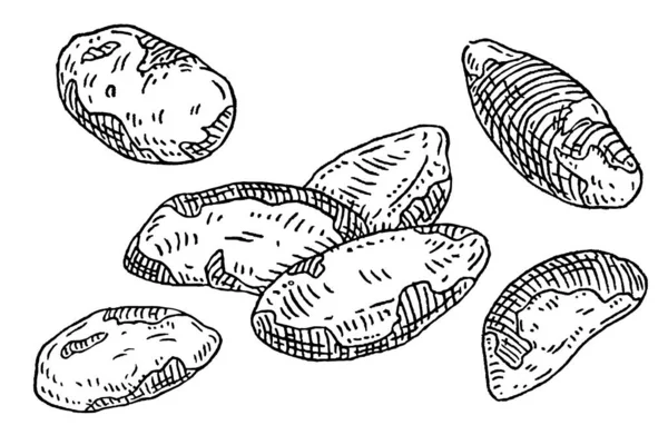 Brazil Nuts Shell Vector Engraving Black Vintage Illustration Isolated White — Archivo Imágenes Vectoriales