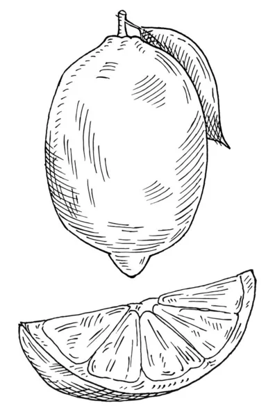 Lime Whole Slice 古埃及矢量黑色孵化器插图 因白人背景而被隔离 — 图库矢量图片