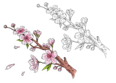 Çiçekli ve tomurcuklu kiraz dalı. Sakura çiçeği beyaz arka planda izole edilmiş. Klasik oyma rengi ve monokrom çizimi. El çizimi mürekkep yaprakları dökülüyor.
