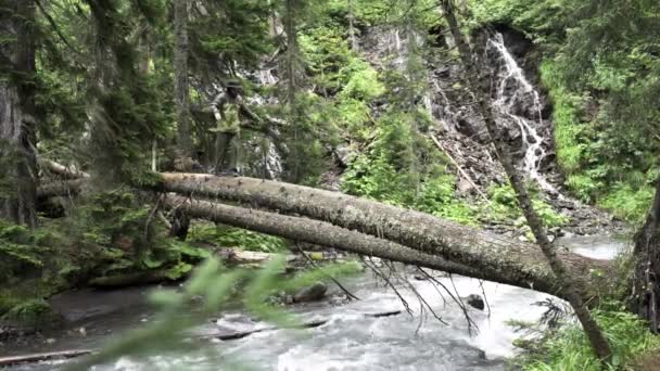 Caminante hombre turista camina sobre un puente de árboles caídos en un parque nacional. Un turista con chaqueta verde cruza un puente sobre un río rápido en la naturaleza — Vídeo de stock