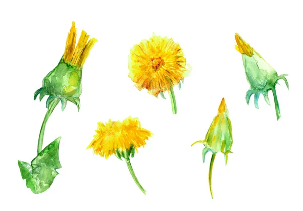 set of blossoming and in buds dandelions in watercolor on a white background