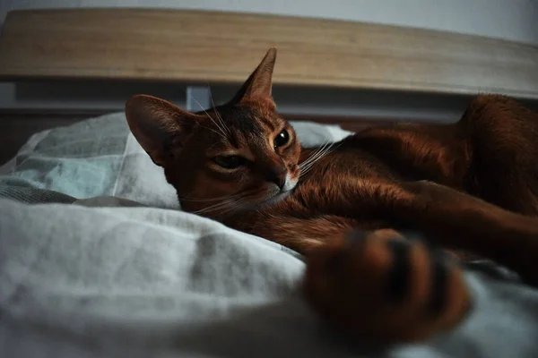 Gato Abisinio Está Acostado Cama — Foto de Stock