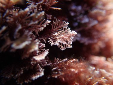 Coralline red algae with tiny red and pink branches growing in Mediterranean sea