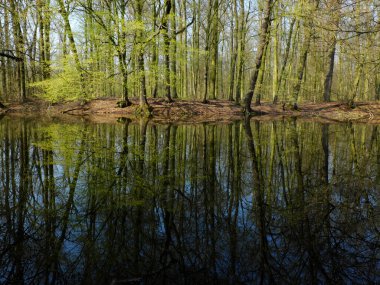 Fresh green spring forest with blue sky is perfectly reflected in calm water of Elbe river, beautiful scenery