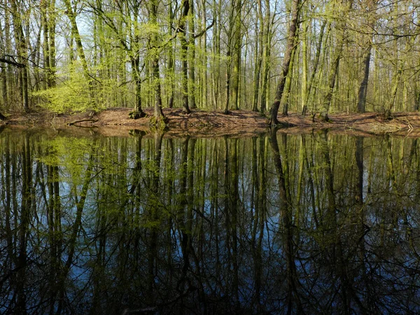 Fresh Green Spring Forest Blue Sky Perfectly Reflected Calm Water — стоковое фото