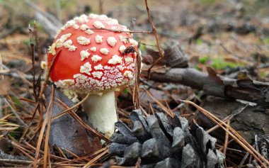 Tiny solitary amanita (Amanita muscaria) mushroom growing on forest ground