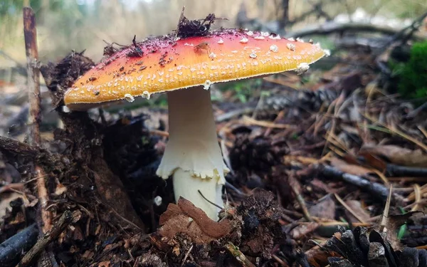 Fly Amanita Amanita Muscaria Mushroom Growing Forest Soil — Stok fotoğraf