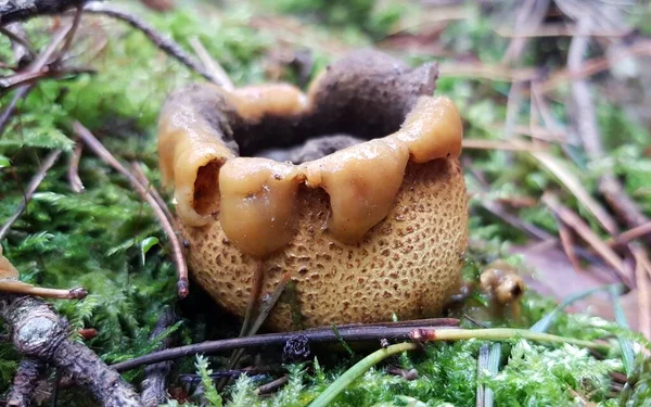 Gran Hongo Beige Tipo Puffball Lleno Esporas Que Crecen Musgo — Foto de Stock