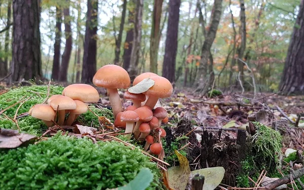 Bunch Orange Mushrooms Growing Autumn Forest Surrounded Leaves Moss —  Fotos de Stock