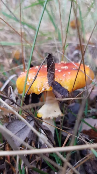 Old Orange Fly Amanita Mushroom Amanita Muscaria Growing Old Forest — Stockfoto