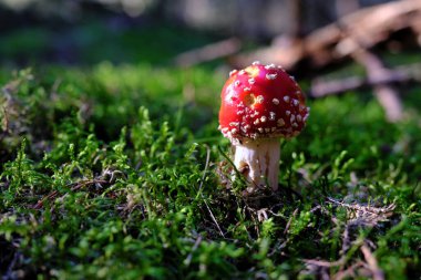 Small fly amanita (Amanita muscaria) growing solitary in green moss on forest floor