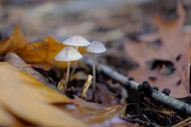Three white tiny fragile looking mushrooms growing in brown leaves in oak forest
