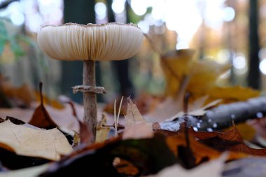 Large parasol mushroom growing in oak forest among fallen leaves
